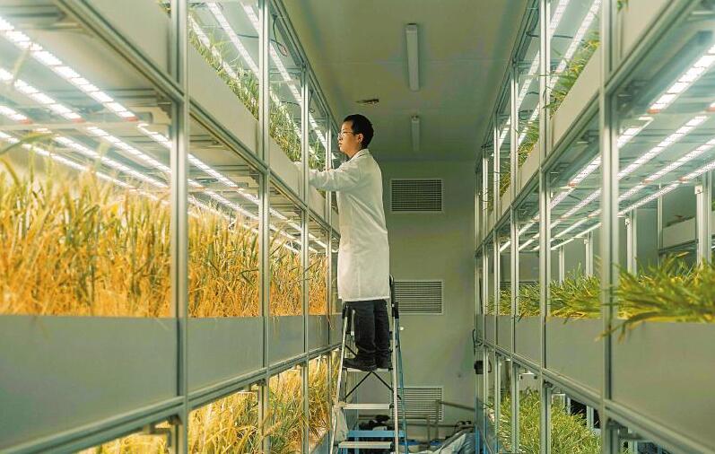 植物工厂快速育出优种“尖子生”