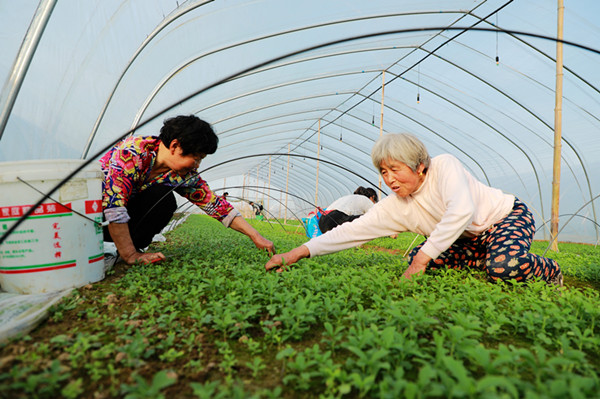 安徽阜阳：高效农业助增收