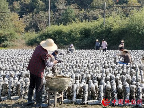 安徽贵池区涓桥镇：党建引领激活村级集体经济