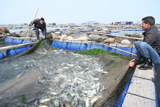 <b>福建东山：“一条鱼”兴起一个富民产业</b>