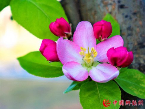 安徽亳州：海棠花开春意浓