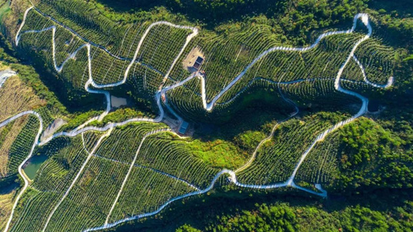 五马镇茶林。陈登俊摄