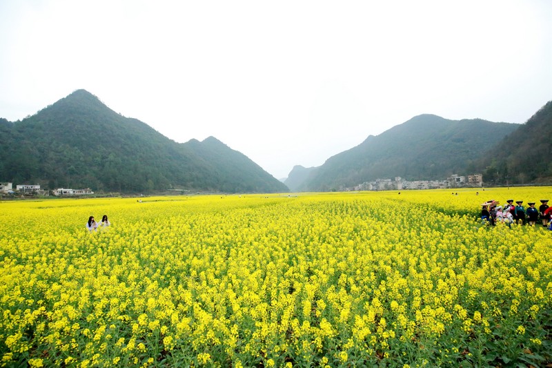 油菜花开。陈胜刚摄