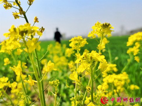 山东郯城：春景相伴农事忙