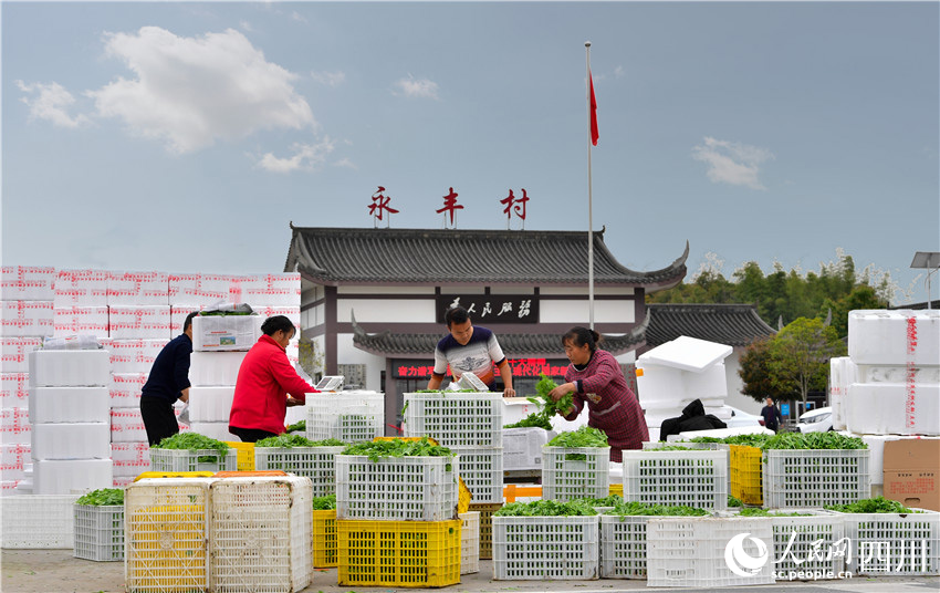 豌豆尖熟香气远。廖波摄