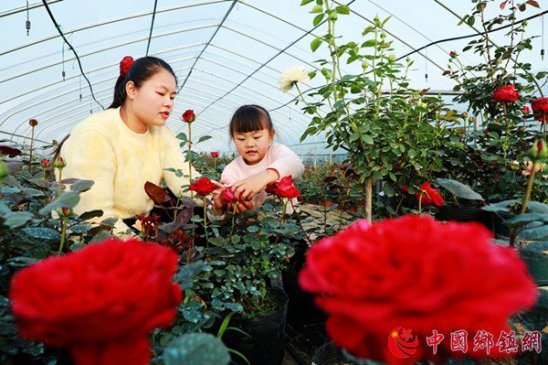 安徽阜阳：特色花卉助力乡村振兴