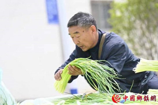 <b>安徽亳州市：奏响蒜苔增收曲 扩宽蒜苔致富路</b>