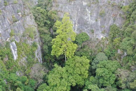 广西发现中国岩溶地区最高树  高度达72.4米