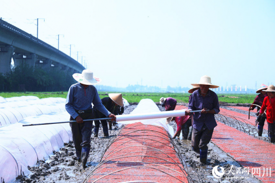 四川：牢牢把住粮食安全主动权 建设新时代更高