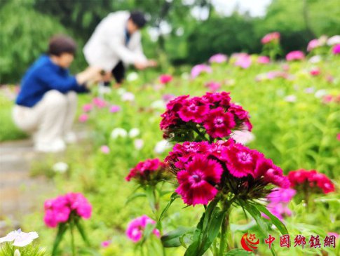 乡村花满园 游人见美景