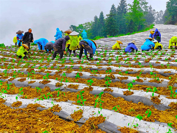 村民们正在移栽辣椒苗。溶溪镇人民政府供图