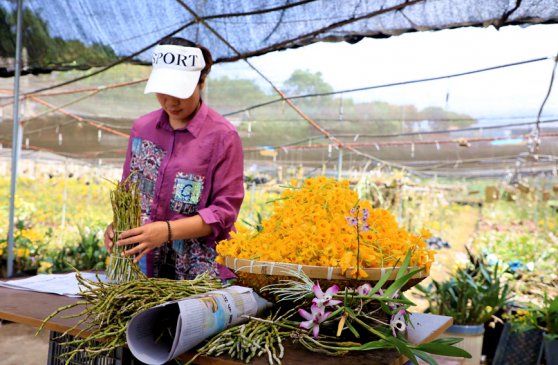 云南宁洱：石斛花开香满园 朵朵小花变“金花”
