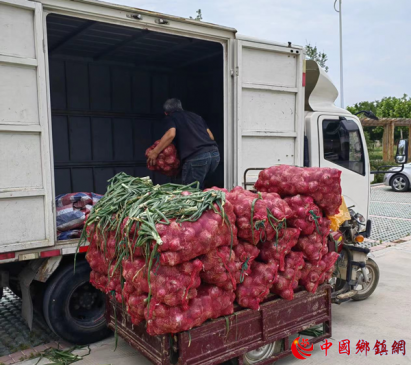 安徽亳州：洋葱喜丰收 打通致富路