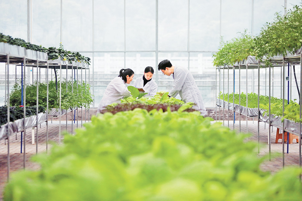 重庆市渝东南农业科学院科技创新园，科研人员在对无土栽培示范展示的新品种“涪优928”生长发育情况进行记录，为新品种的大面积示范推广提供参考。记者 罗斌 摄/视觉重庆