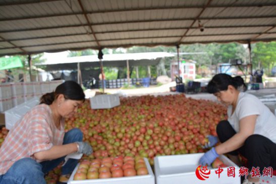 河南内黄大棚西红柿助农增收