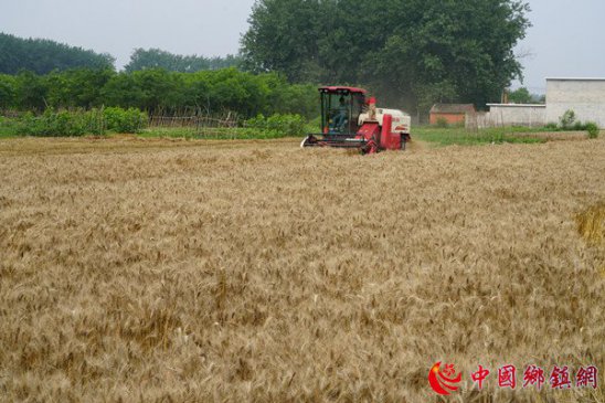 河南淮滨：天刚放晴农民忙收割