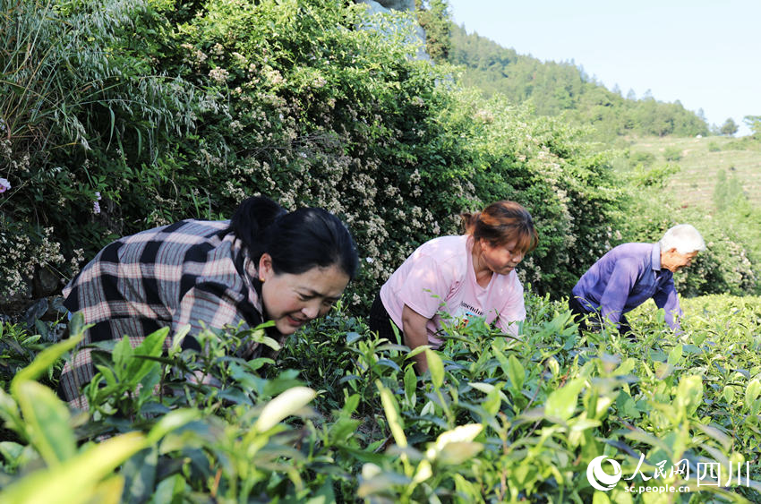 茶农在“白叶一号”茶叶基地进行夏季管护。人民网 彭茜摄