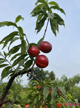 小小桃花鸡 “激”活致富路