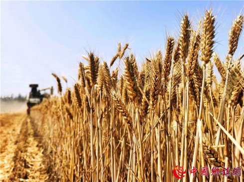 一个电话  三亩地28袋麦子到了家