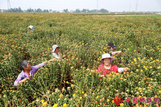 <b>安徽阜阳：草红花开致富路</b>