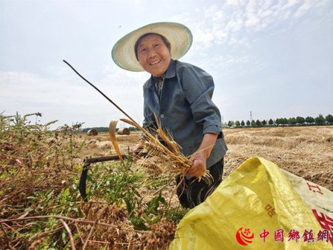 节约粮食 拾穗老人不撂一粒麦子