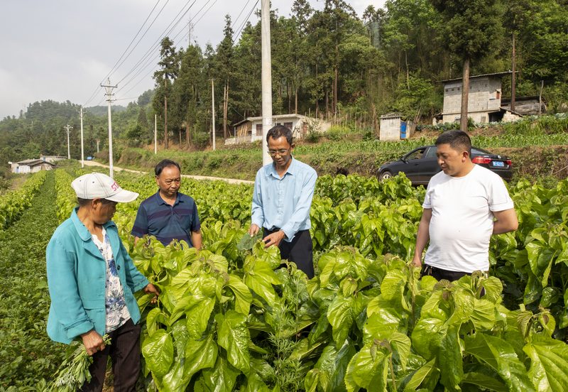 黄勇指导村民采摘桑叶。