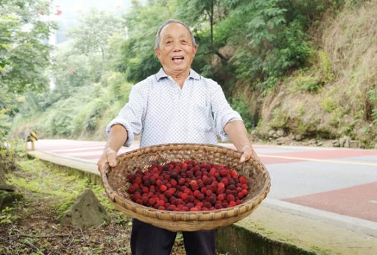 重庆涪陵：助力乡村振兴 “小杨梅”带动“大收