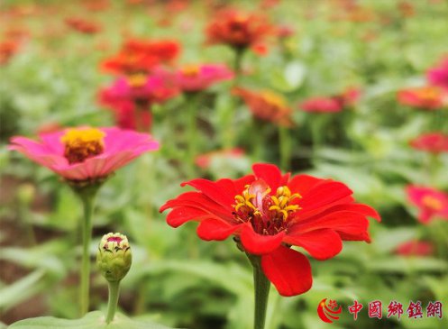 花中花上开步步登高惹游人