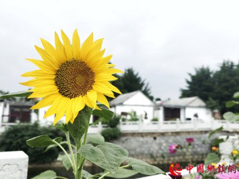 门前责任区域“治” 一年四季花长在