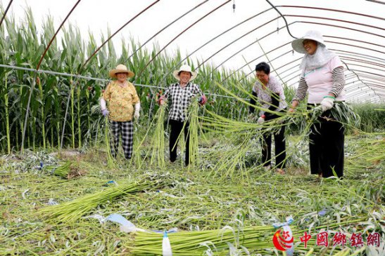 安徽阜阳：设施农业赋能乡村振兴