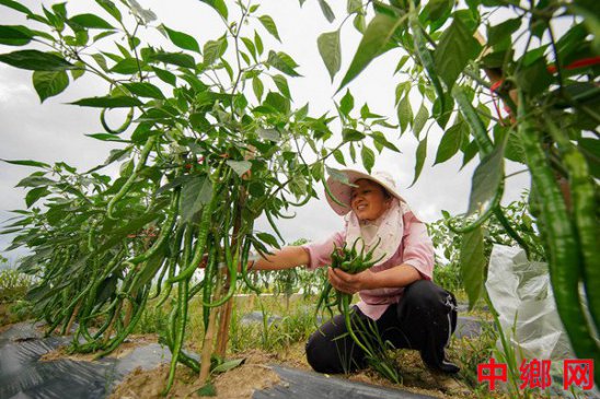 贵州丹寨：仲夏时节辣椒喜丰收