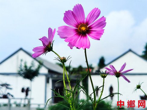 山东郯城：雨后花艳乡村增色