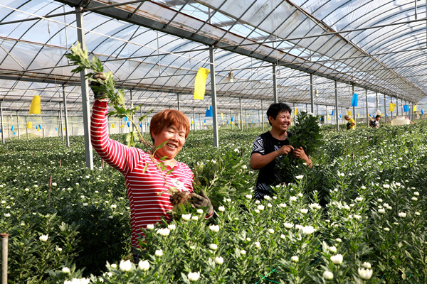 安徽阜阳：花卉产业 富民兴农