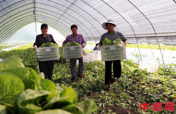 安徽阜阳：蔬菜种植助力乡村振兴