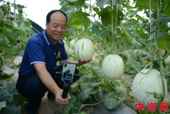 河南内黄“甜瓜第一人”林新玉助农增收