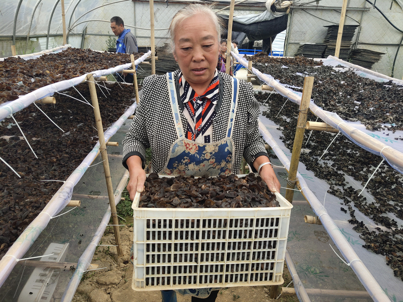 7月14日，新联村大棚承包村民宋政飞在搬运鲜木耳。