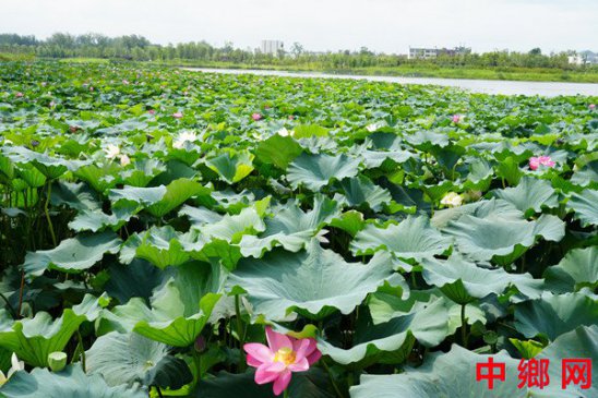河南淮滨：盛夏时节东湖荷花开
