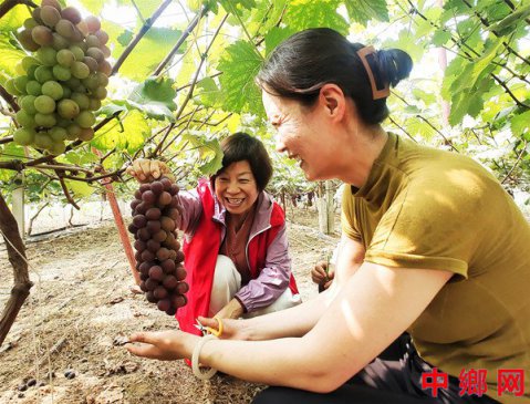 志愿者助力“富强”葡萄畅销添活力