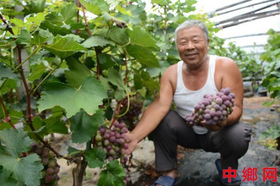 河南内黄大棚种植助农增收