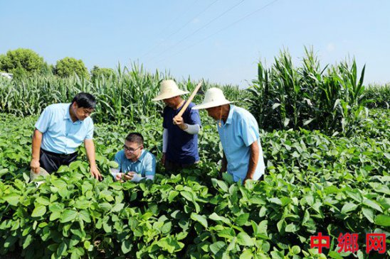 <b>安徽阜阳：农技人员下田“传经”</b>