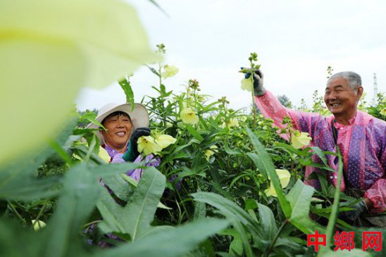 安徽阜阳：黄蜀葵成为村民“致富花”