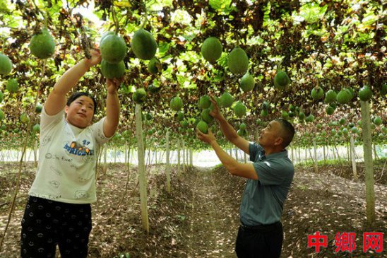 安徽阜阳：小瓜蒌成为村民致富的“金蛋蛋”