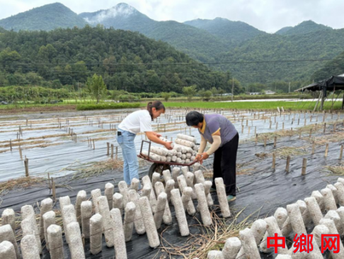 安徽石台仁里：木耳种植有“蘑”力，乡村振兴