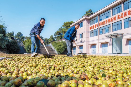 油茶进入采收季