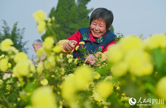 <b>四川内江：“菊花经济”助农增收</b>