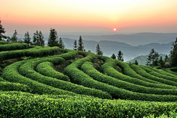 茶山。圣灯山镇供图