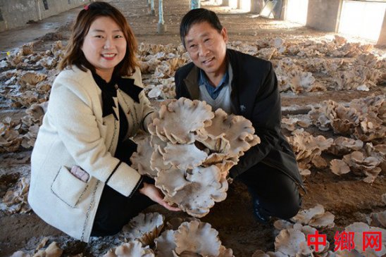 河南内黄县书记引进灵芝菇助力乡村振兴