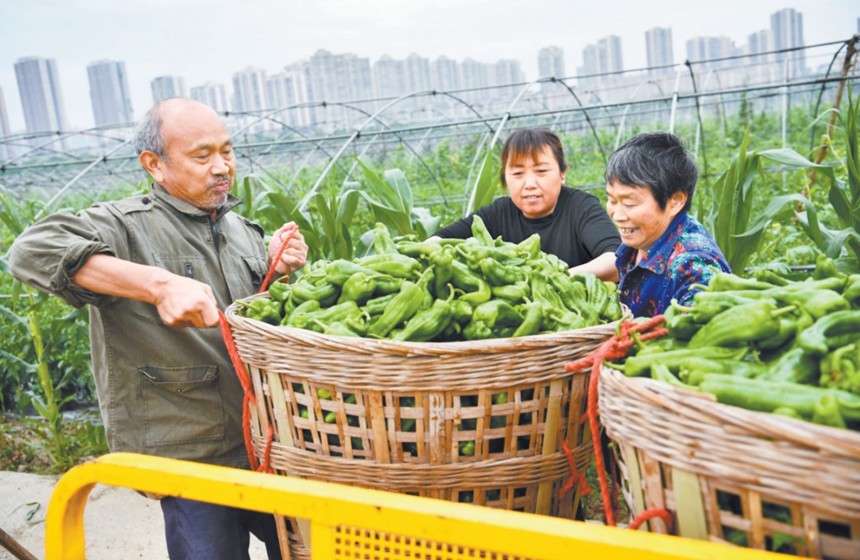 潼南区桂林街道双坝蔬菜基地，菜农将刚采摘的青椒装车。（本报资料图片）通讯员 李扬 廖素兰 摄/视觉重庆