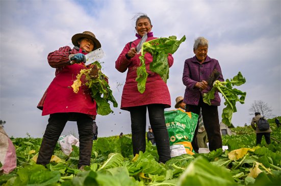 重庆万州：村民喜收青菜头