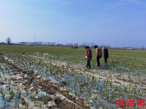 安徽怀远：大蒜种在河滩地  长势旺盛让人喜